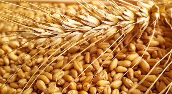 Нулевые пошлины на экспорт зерна останутся в силе