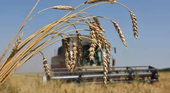 В США прогнозируют снижение урожая пшеницы в России