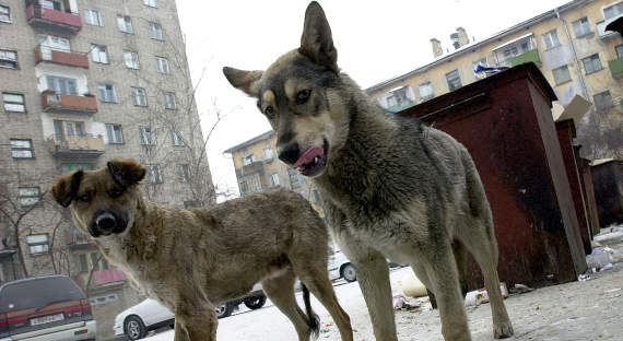 Мэр Саяногорска призвал родителей не выпускать детей на улицу из-за бездомных собак