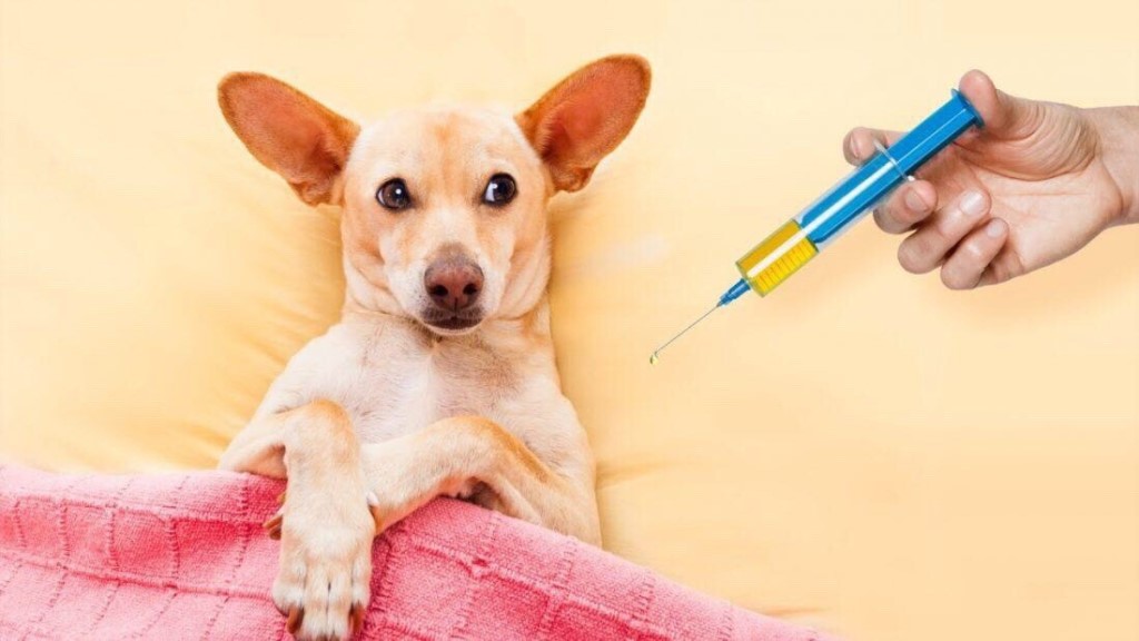 За собак без прививок абаканцы заплатят штрафы