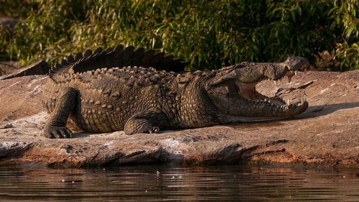 В Малайзии селяне вырвали подростка из пасти крокодила