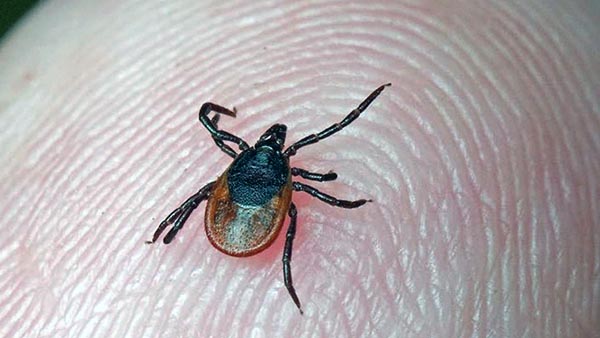 В Хакасии снова активизировались клещи