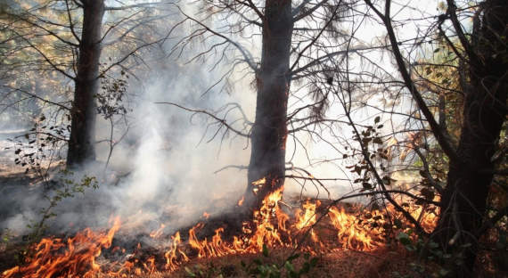 СМИ: Лесные пожары в Свердловской области — следствие поджога