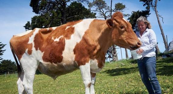 В Южной Австралии нашли самую большую корову в мире