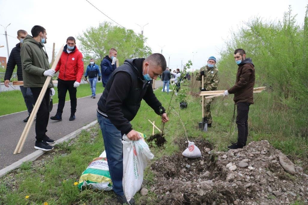150 кустов яблонь, груш и сирени высадили в Саяногорске