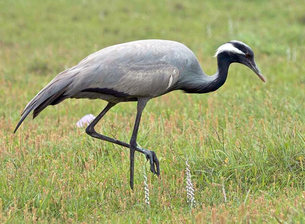 Житель Хакасии пойдёт под суд за охоту на краснокнижного журавля