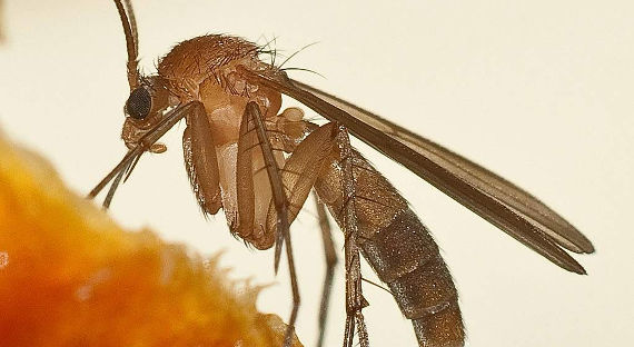 Лихорадочная комарилья: во Франции и в России растет активность переносчиков лихорадок