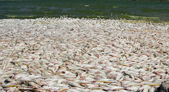 У берегов Калифорнии тысячи рыб сварились заживо