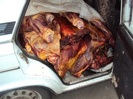 В Хакасии на празднике «Чыл Пазы» нашли ветеринарные нарушения