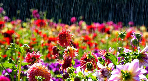 Погода в Хакасии 16 июля: Сезон дождей ещё не завершен