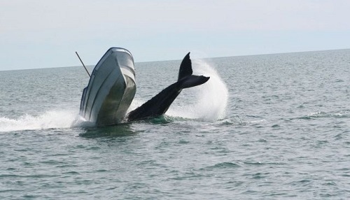 Британская яхта столкнулась с китом и затонула