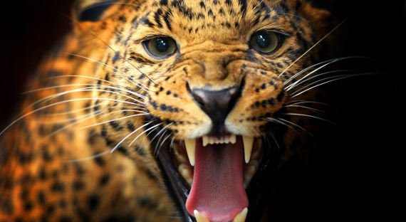 Леопард напал на ребенка в зоопарке Уссурийска   