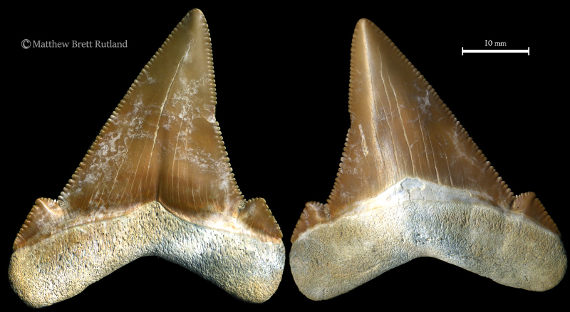На австралийском пляже нашли зубы гигантской акулы