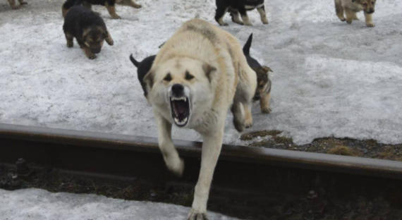 Стая собак напала на девочку в Улан-Удэ