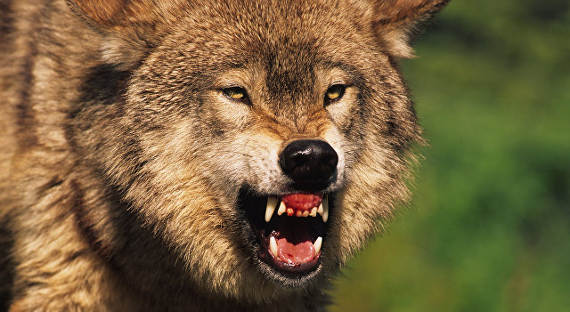 В барнаульском зоопарке волк напал на ребенка