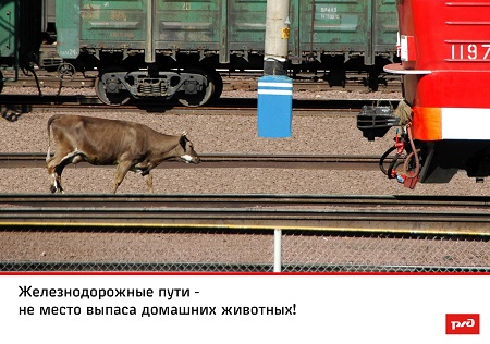 В Хакасии владельцам скота, бродящего по железной дороге, грозят штрафы