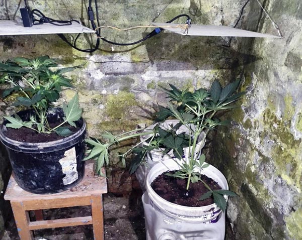 В Саяногорске местный житель выращивал в гараже марихуану