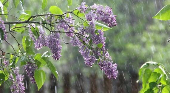 Погода в Хакасии 27 мая: Дождливо и прохладно