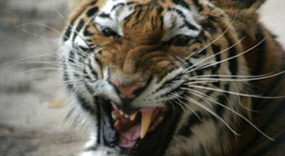 В Китае жена поссорилась с мужем и погибла в когтях тигра (ВИДЕО)