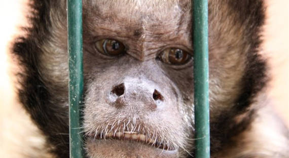 В России отмечен первый случай обезьяньей оспы