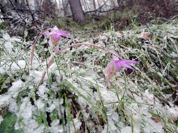 Редкая орхидея Калипсо зацвела в нацпарке "Красноярские столбы"