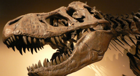 В Бурятии у пассажира изъяли кости динозавра