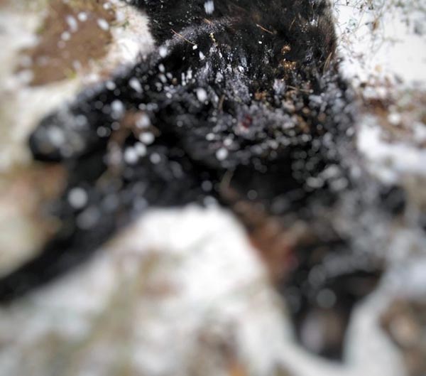 Охотники застрелили в Абазе ещё одного крупного медведя