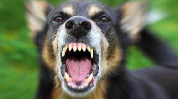 Жителя Черногорска наказали рублем за кусачую собаку
