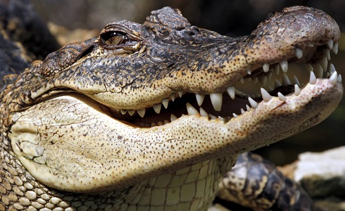 В Зимбабве пьяный мужчина прыгнул в бассейн с крокодилами и выжил