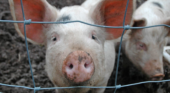 Эпидемия свиной чумы по всему миру угрожает дефицитом свинины