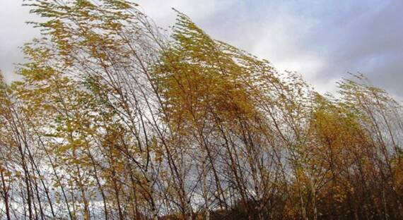 Погода в Хакасии 24 октября: В республике — штормовой ветер