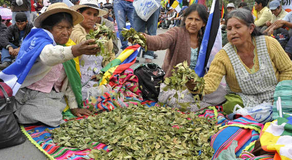 Призводители коки в Боливии заявили о поддержке Моралеса