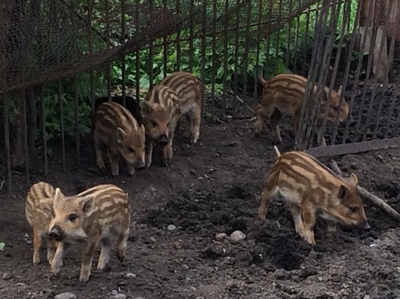 В абаканском зоопарке родились кабанята, волчата и козлята
