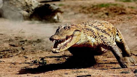 Обнаглевшие угандийские крокодилы выгнали жителей деревень из домов