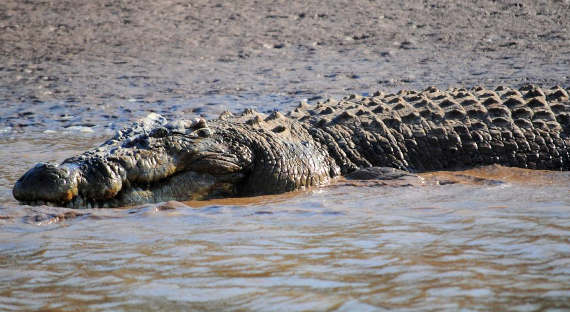 В Австралии выловили огромного крокодила