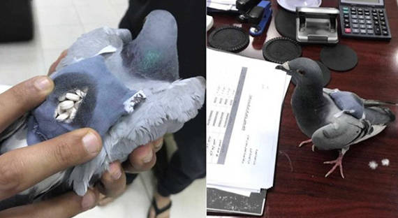 В Кувейте задержан голубь с рюкзачком наркотиков
