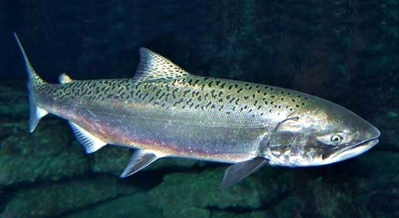 На Чукотке незаконно выловили 58 тонн лосося