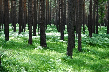 В Хакасии прокуратура заставила власти зафиксировать памятник природы