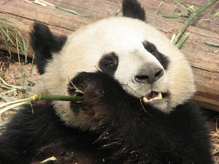 В Вашингтоне большая панда родила двойню