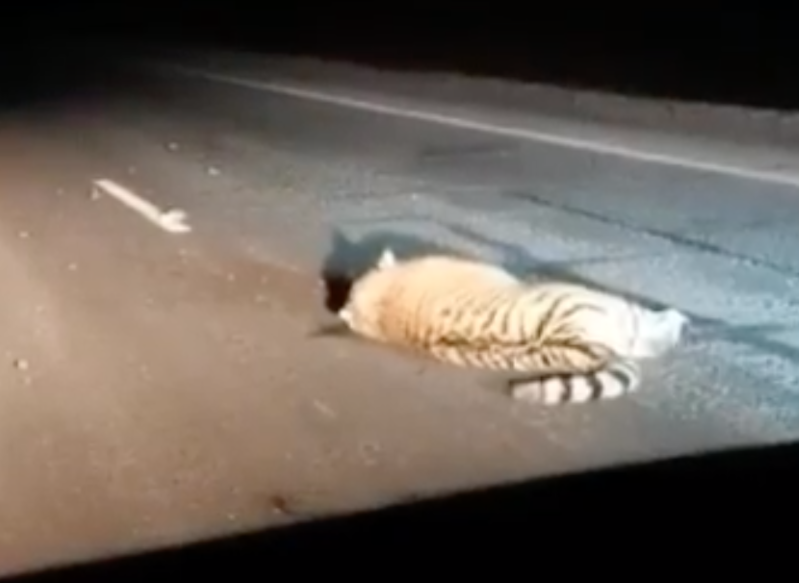 В Приморском крае тигр попал под автобус