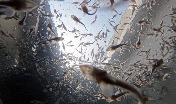 В реку Енисей выпустили 460 тысяч мальков осетра