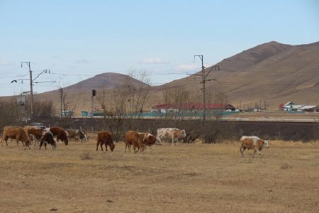 Под колесами поездов в Хакасии ежегодно гибнет около сотни животных
