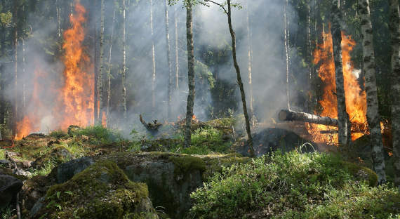 В Иркутской области чиновников заподозрили в поджогах лесов