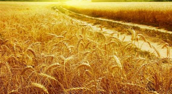 В России зреет рекорд по урожаю зерновых