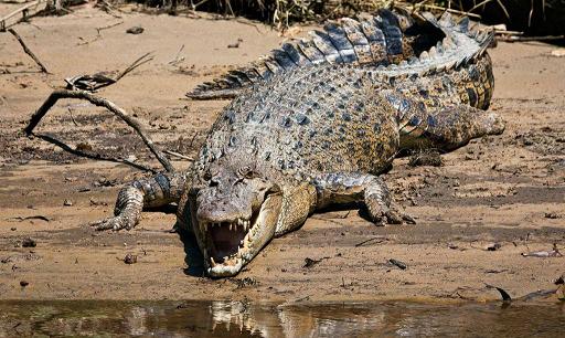 В Индии крокодил съел купающегося школьника и породил конфликт