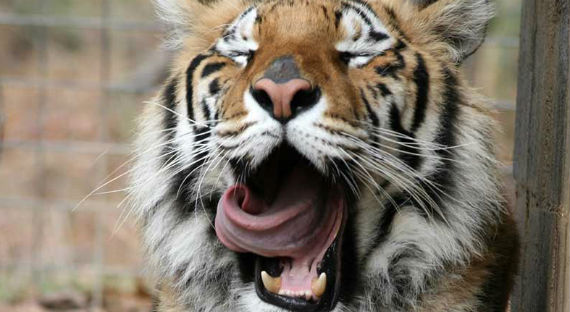 Тигра в барнаульском зоопарке разозлили пьяные школьницы - СМИ