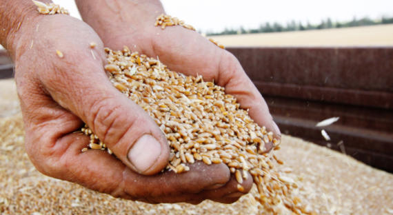 В России с марта поднимут экспортные пошлины на пшеницу