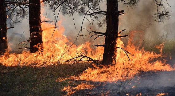 В Магаданской области бушует самый большой лесной пожар в России