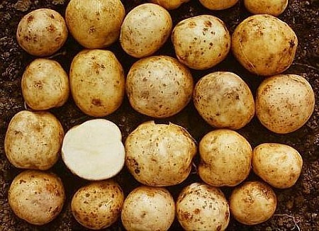 В Хакасии разрешили садить шотландский картофель