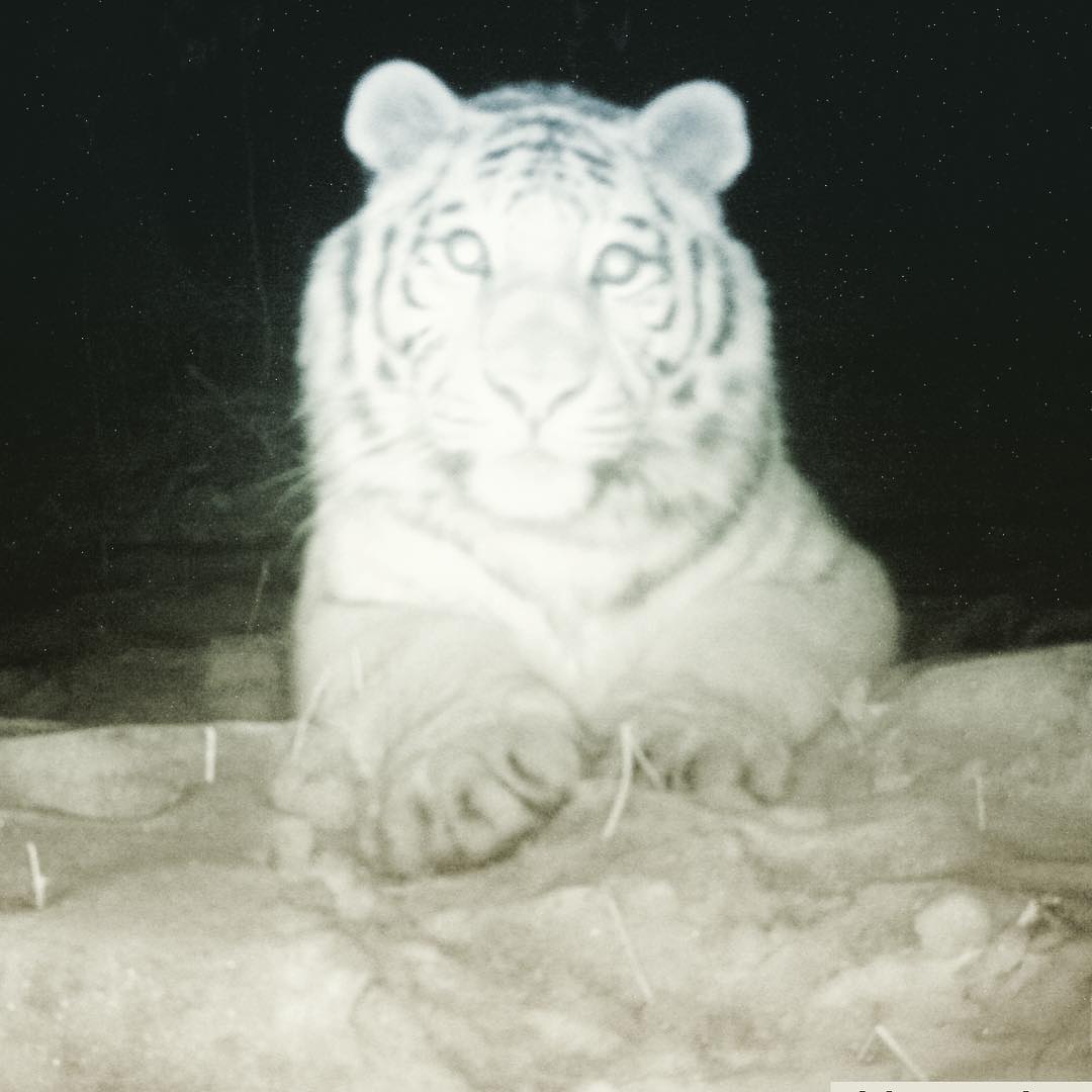 Мимитигр: тигр снял себя на фотоловушку